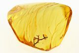Detailed Fossil Lichen in Baltic Amber #288437-1